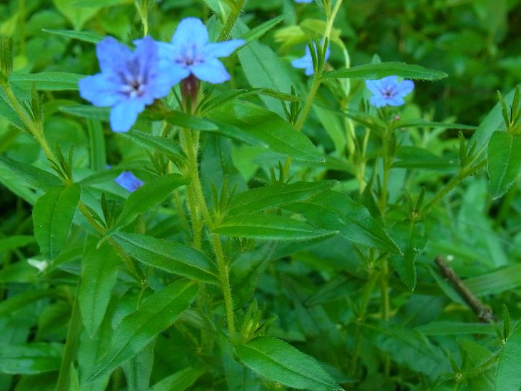 Buglossoides purpurocaerulea